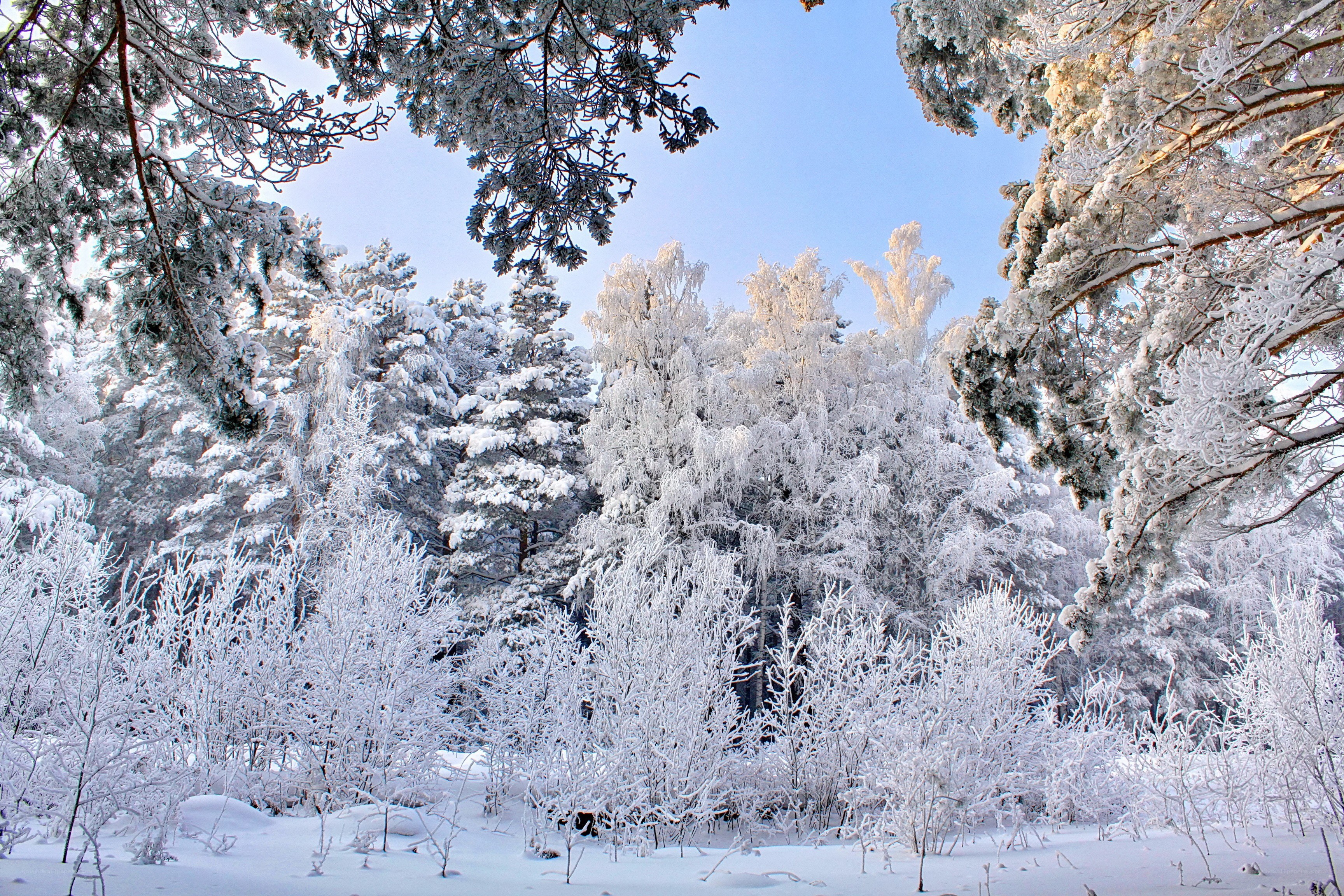 frost-covered forest in winter