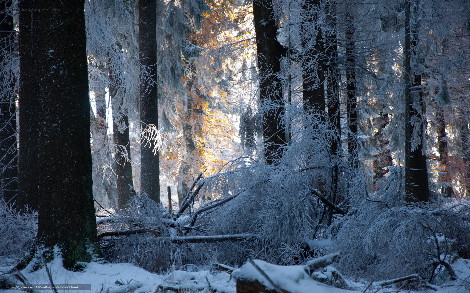 Frost-covered forest in winter