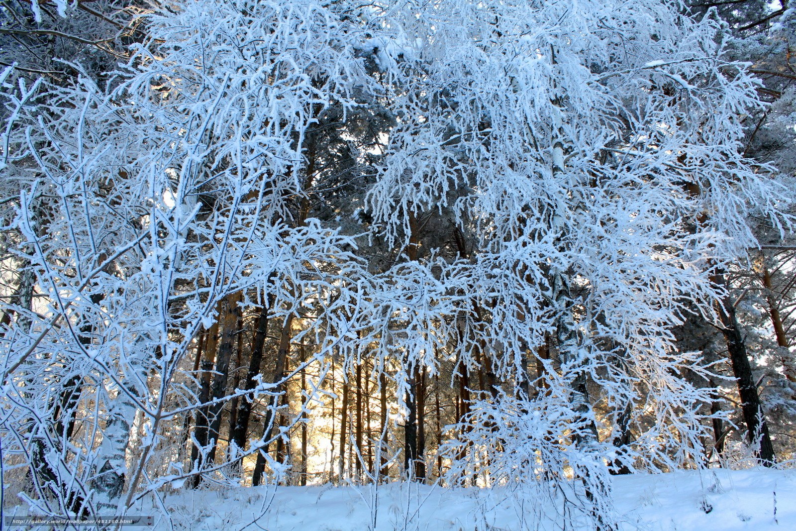 Frost-covered forest in winter