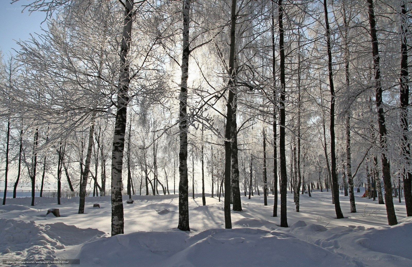 frost-covered forest in winter
