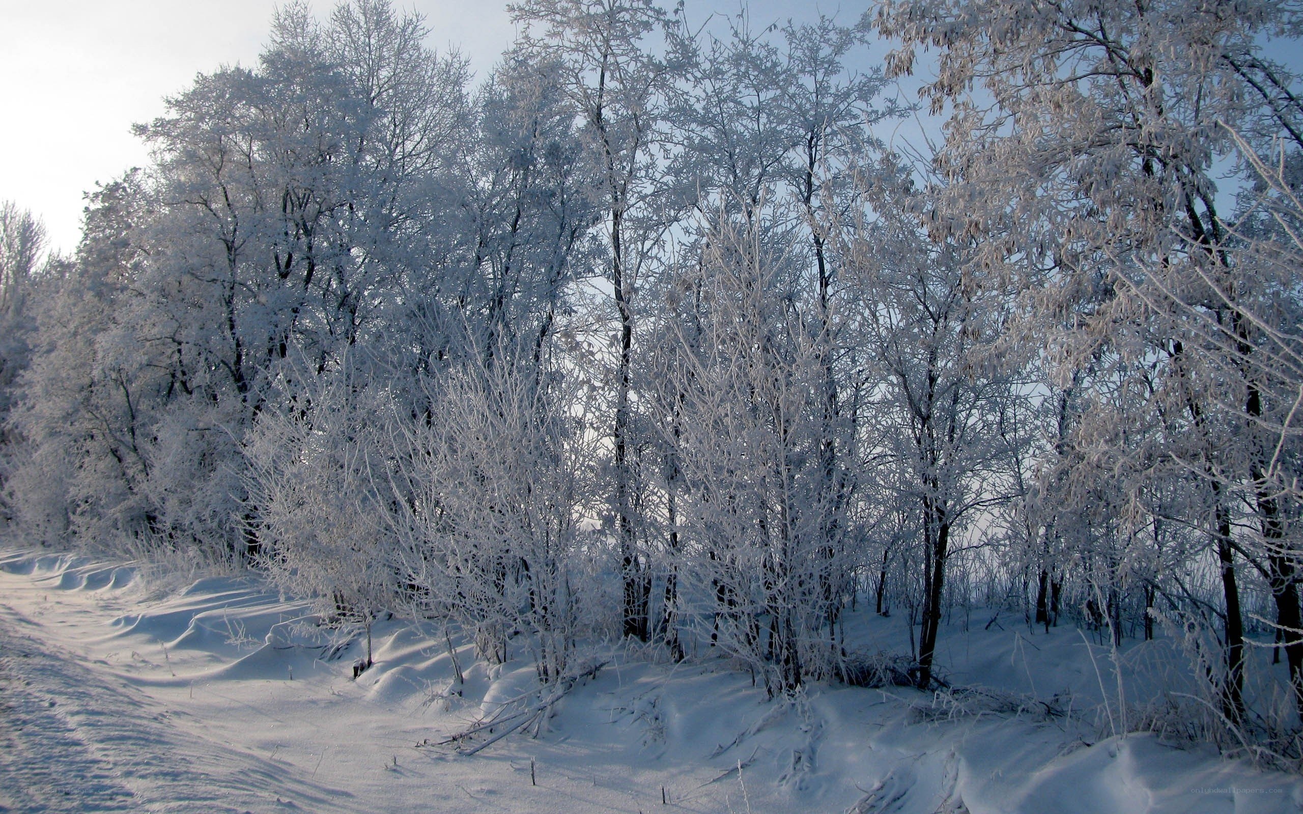 frost-covered forest in winter