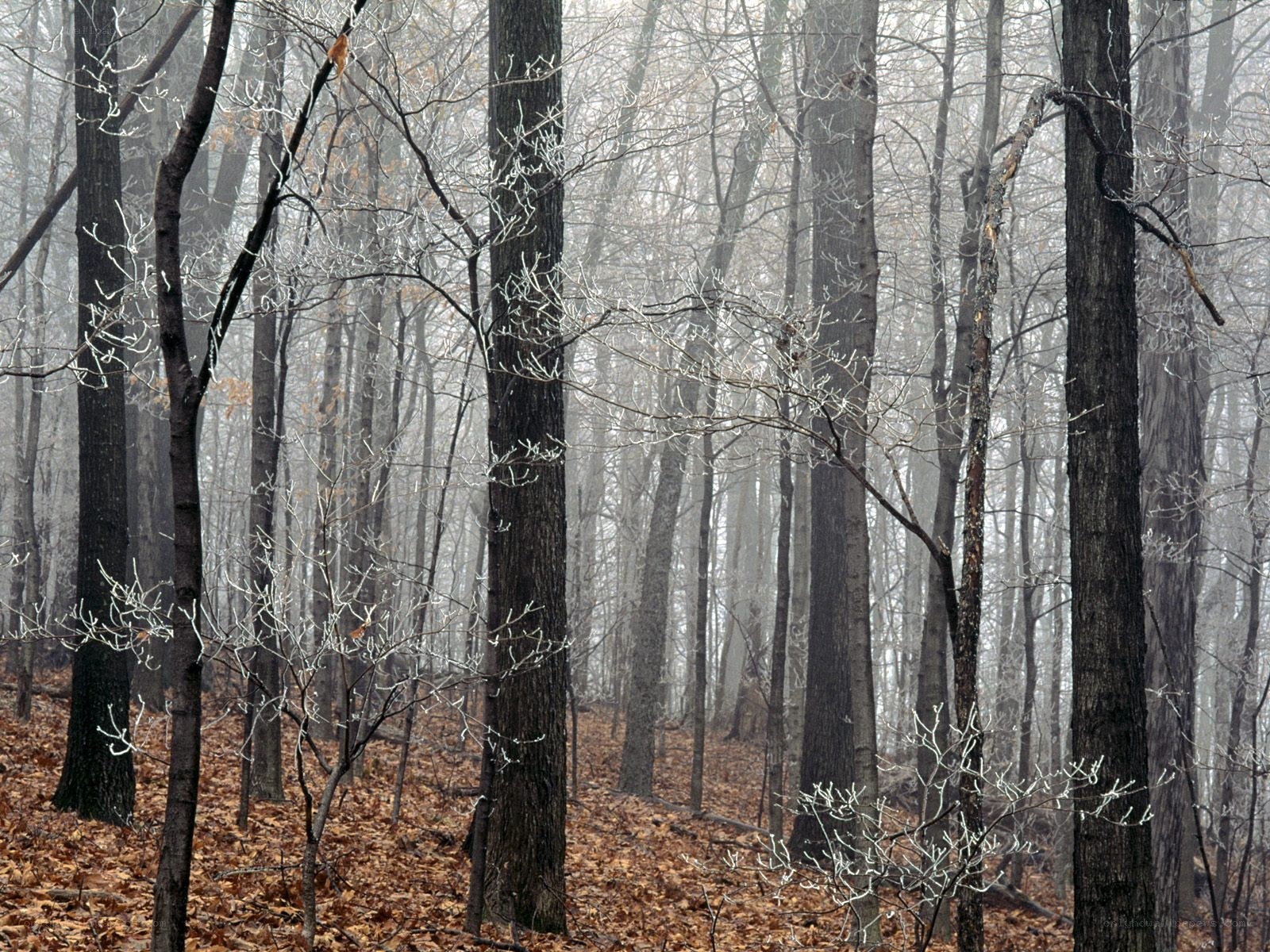 frost-covered forest in winter
