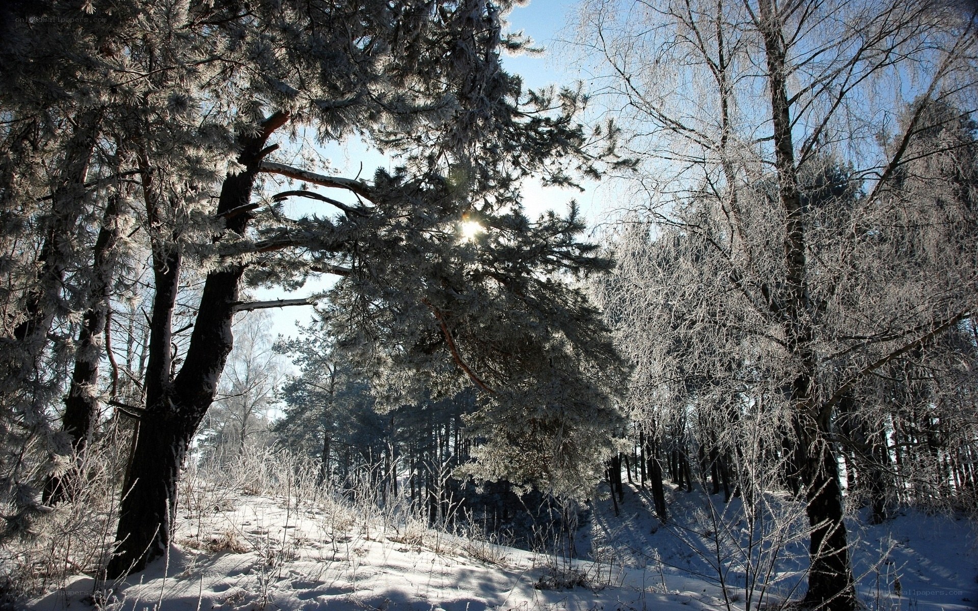 Frost-covered forest in winter