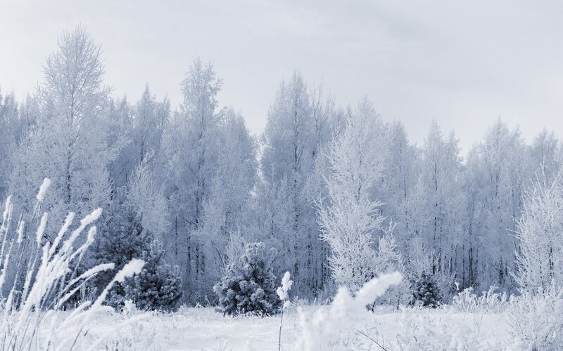 frost-covered forest landscape