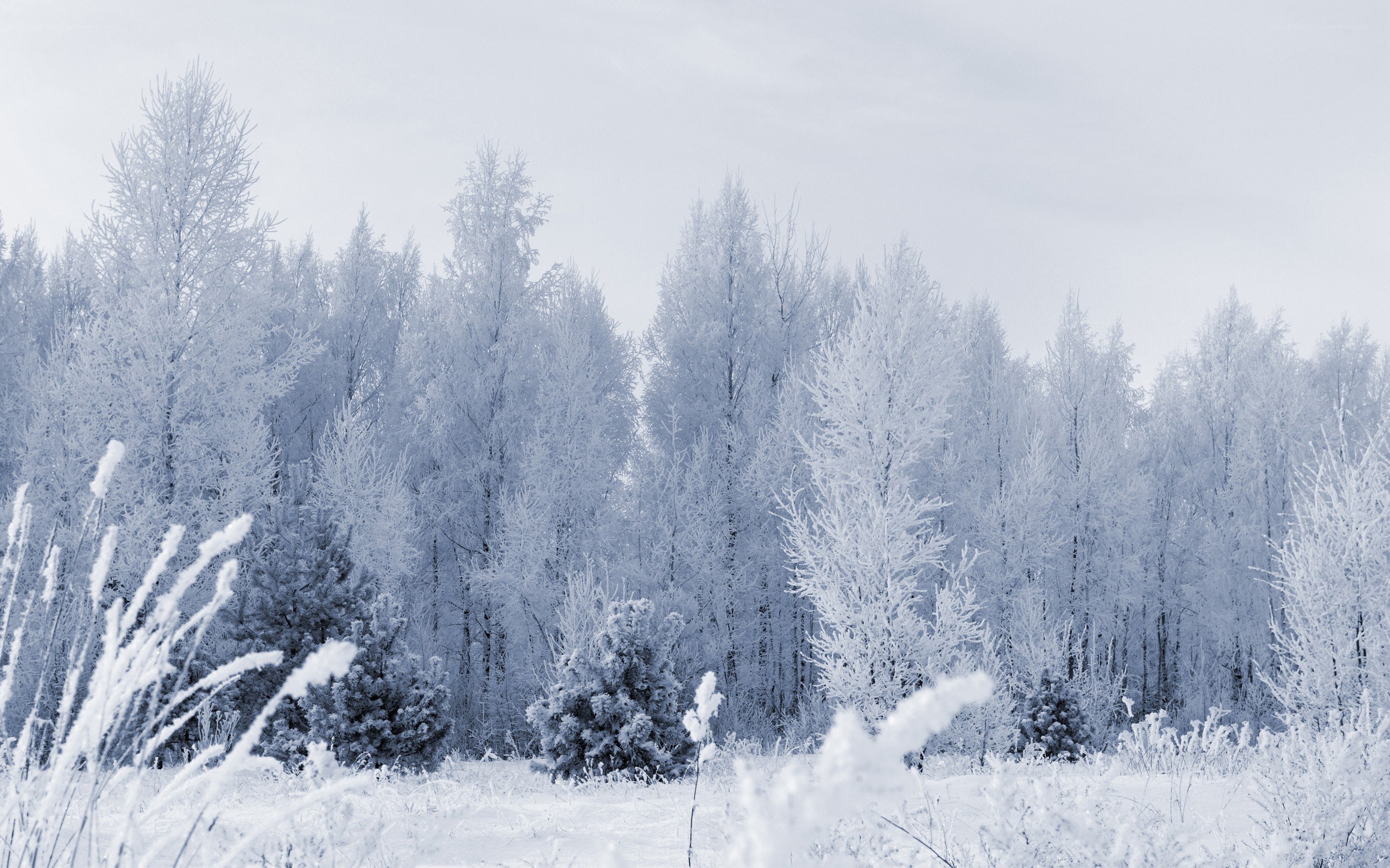 frost-covered forest landscape