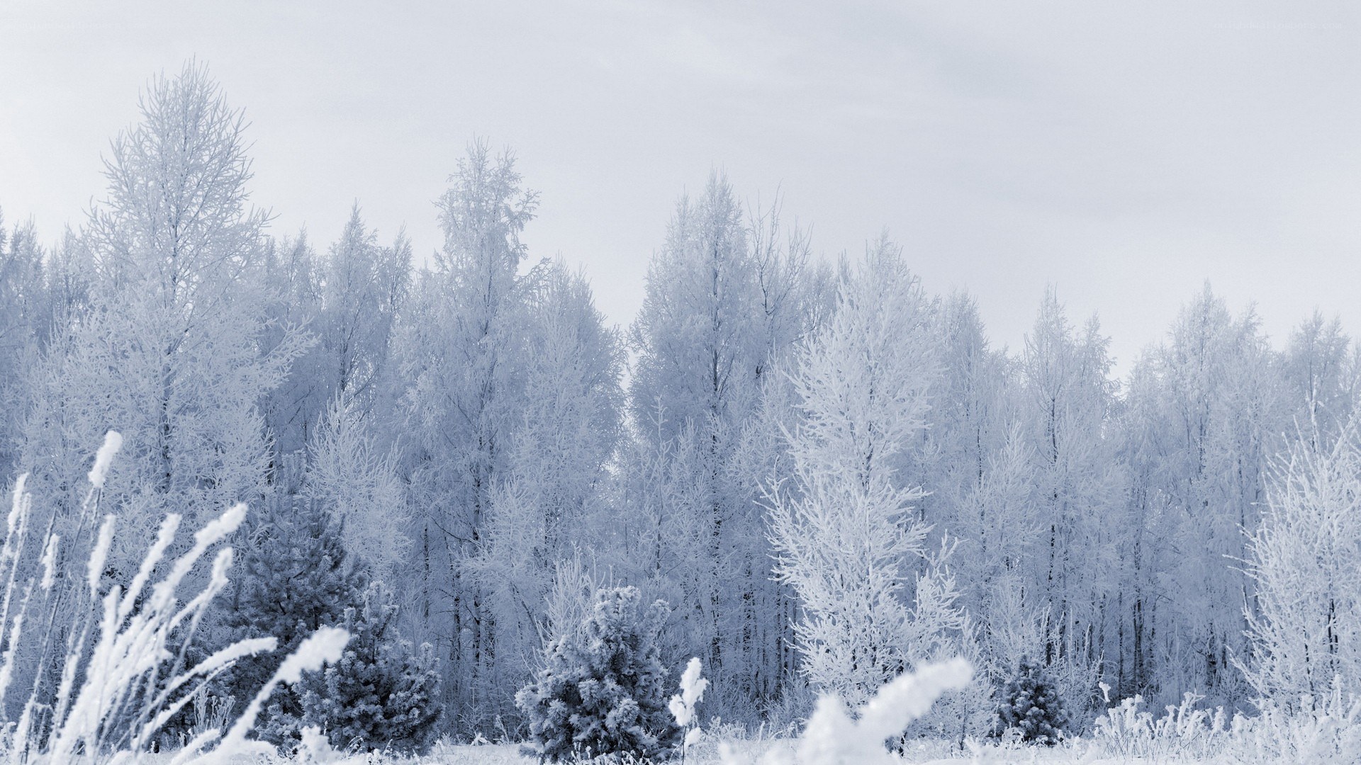 frost-covered forest landscape