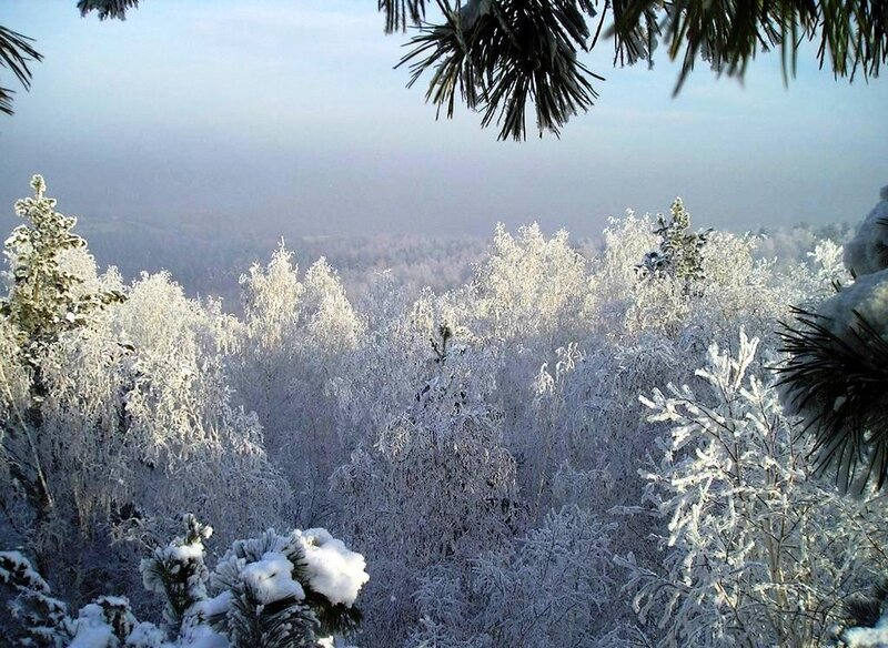 frost-covered forest landscape