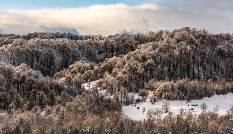 frost-covered forest landscape