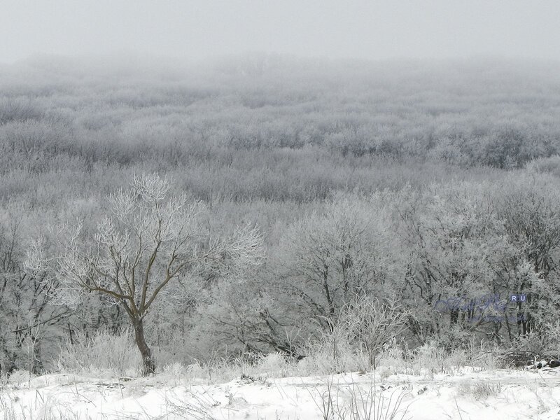 frost-covered forest landscape
