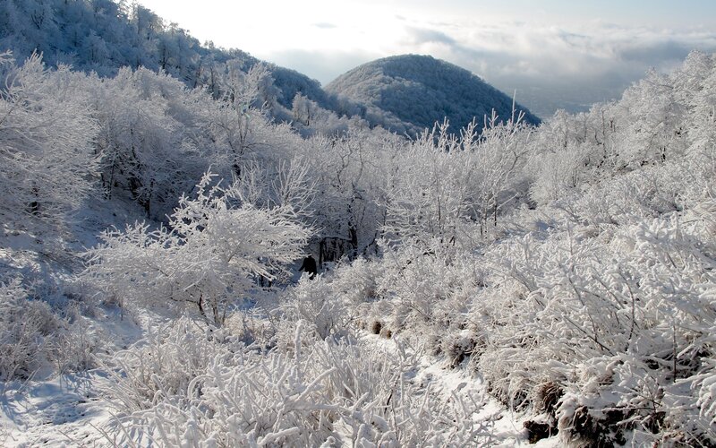 frost-covered forest landscape