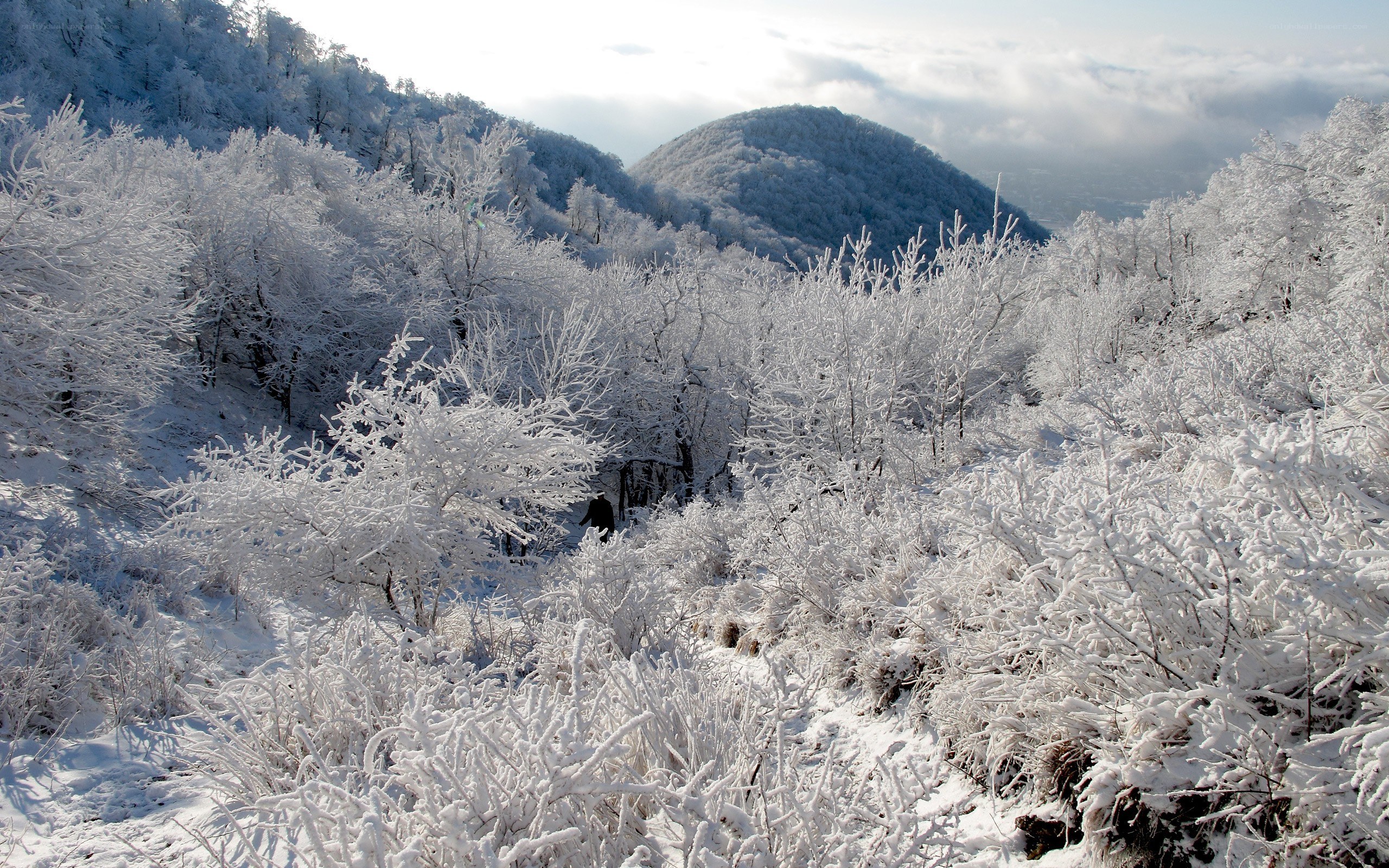 frost-covered forest landscape