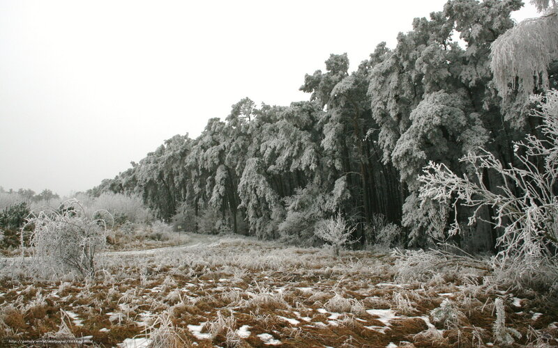 Frost-covered forest landscape