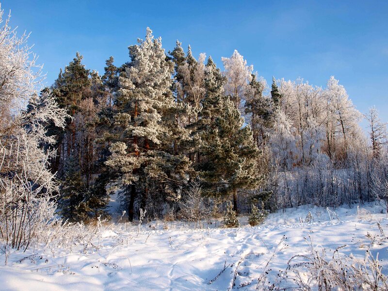 frost-covered forest on a sunny day