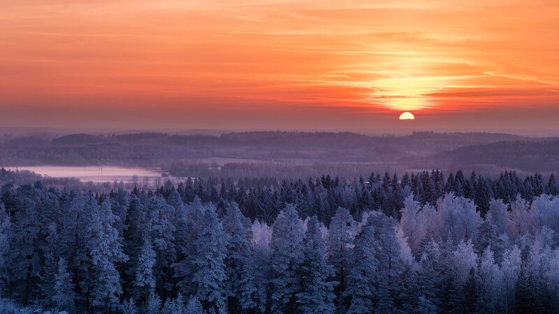 Frost-covered Forest — Orange
