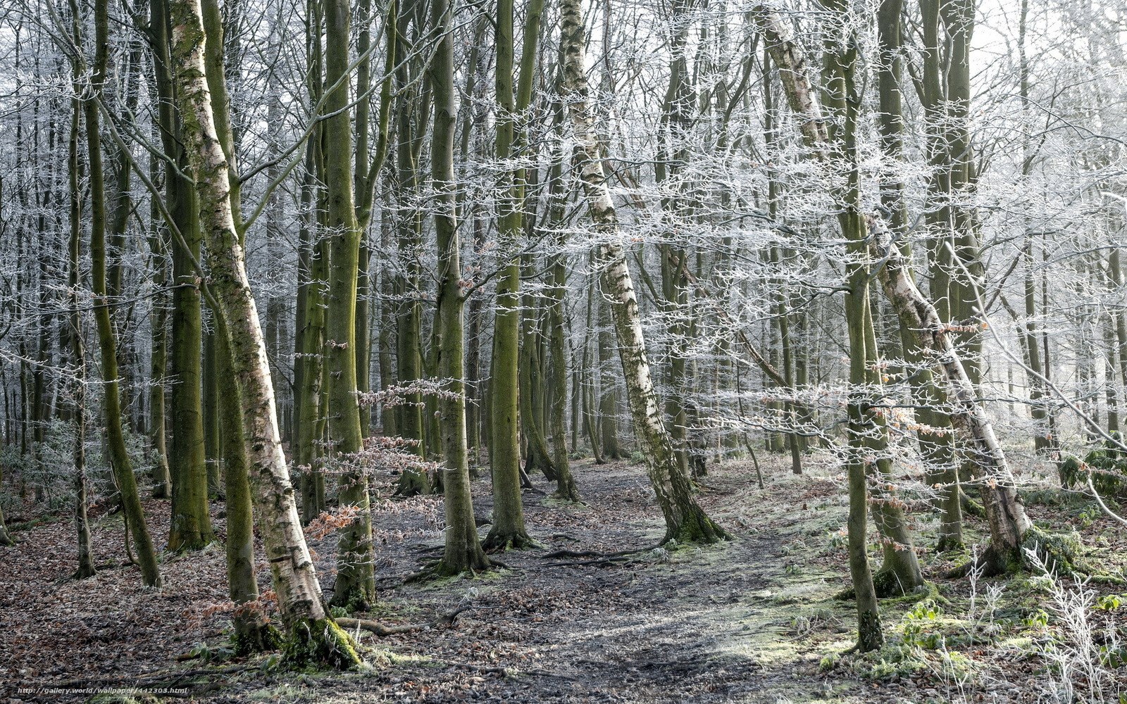 Frost-covered forest path