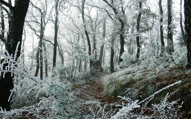 frost-covered forest path