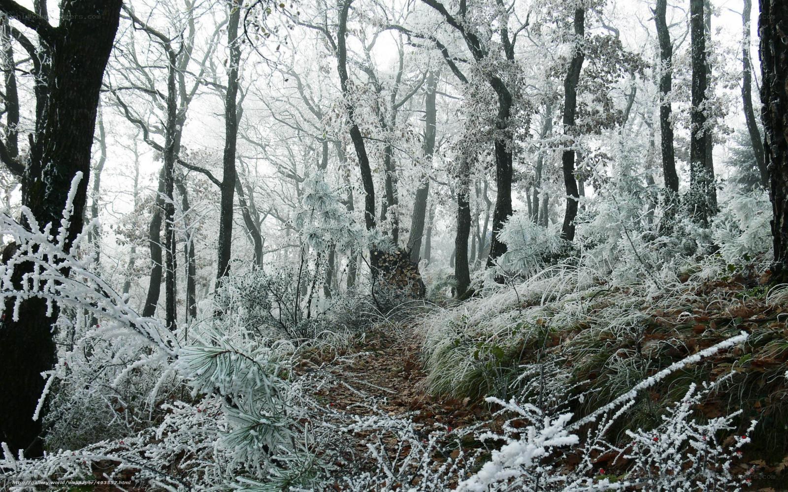 frost-covered forest path