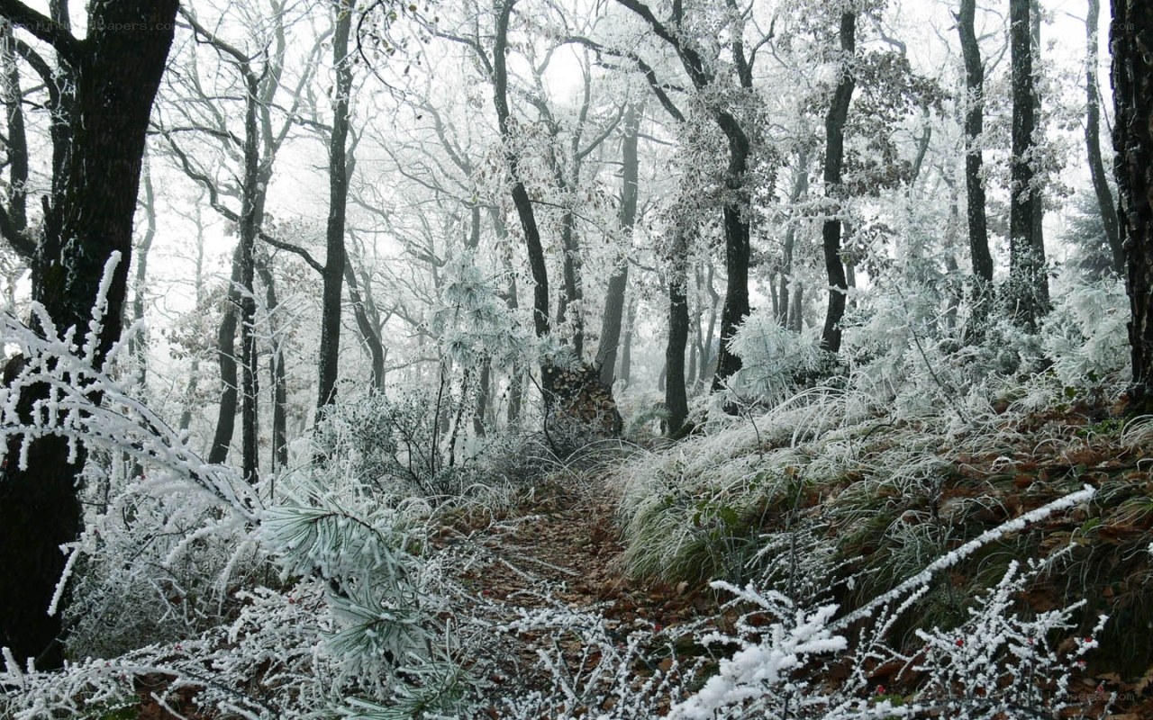 frost-covered forest path