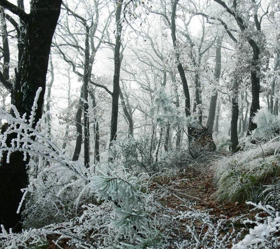 frost-covered forest path