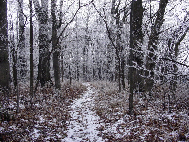 frost-covered forest path