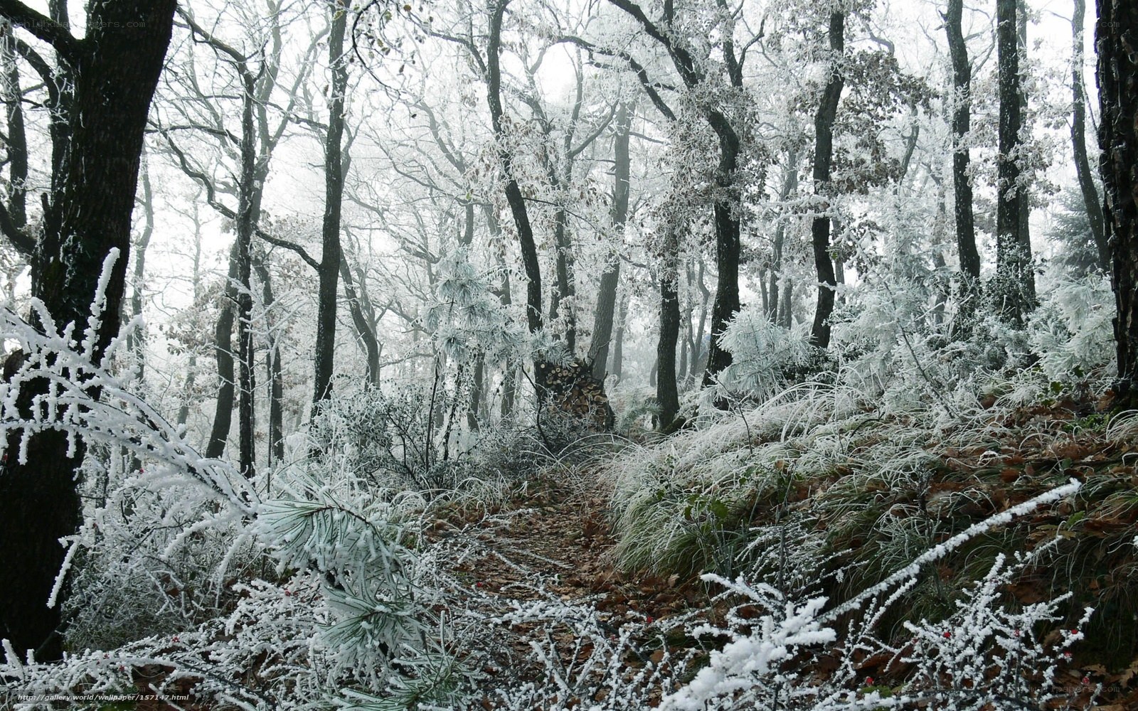 Frost-covered forest path
