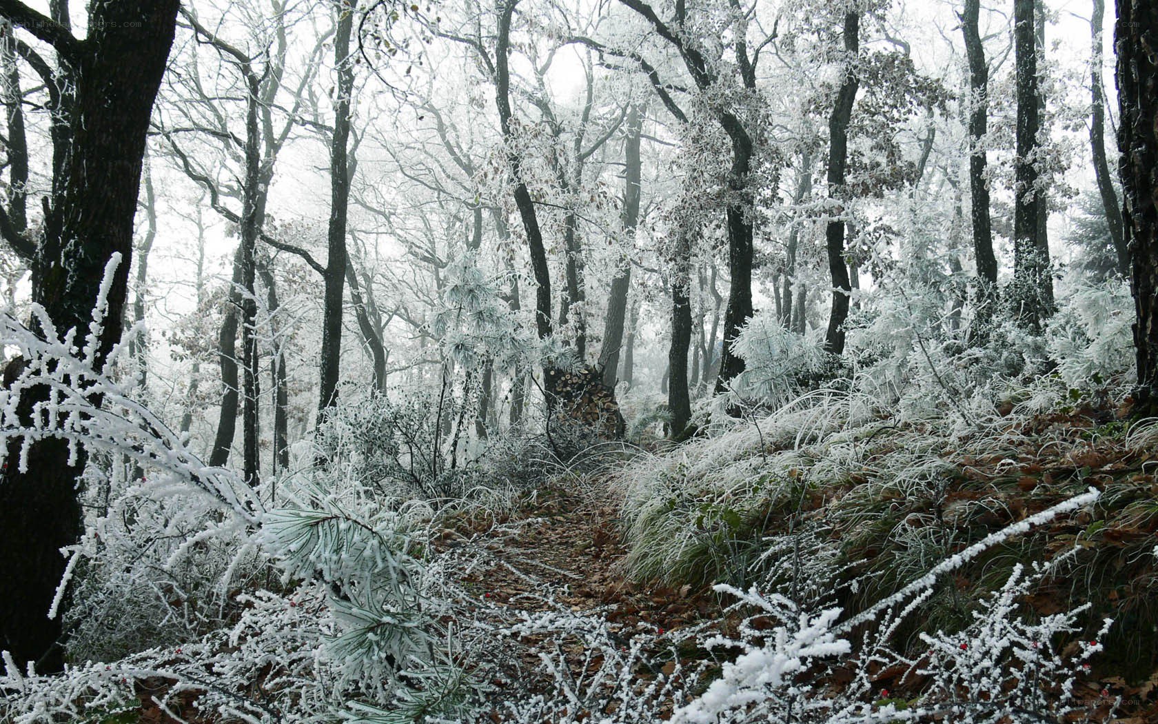 frost-covered forest path
