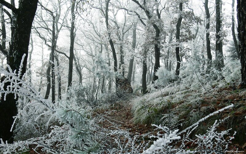 frost-covered forest path