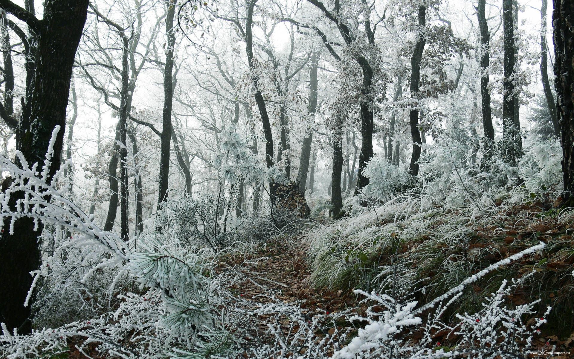 frost-covered forest path