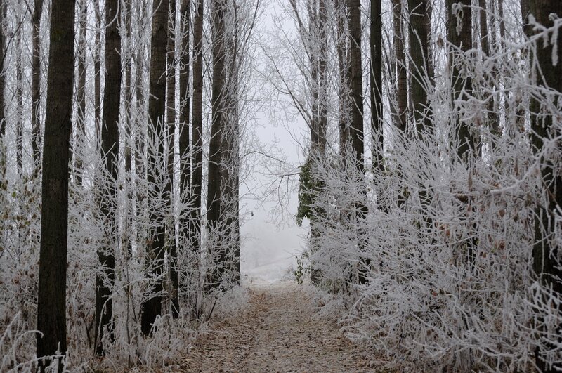frost-covered forest path