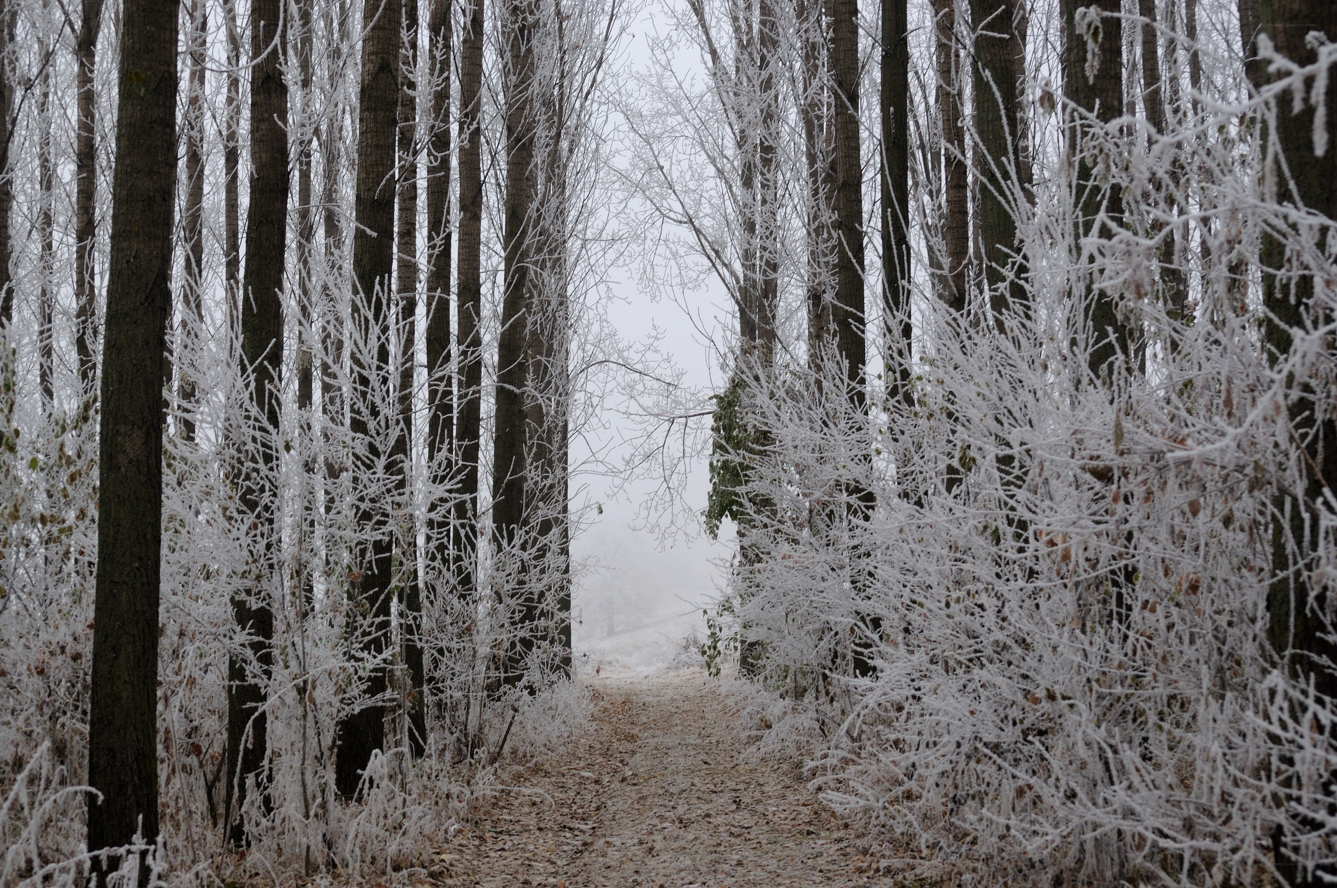 frost-covered forest path