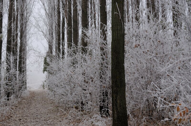 Frost-covered forest path