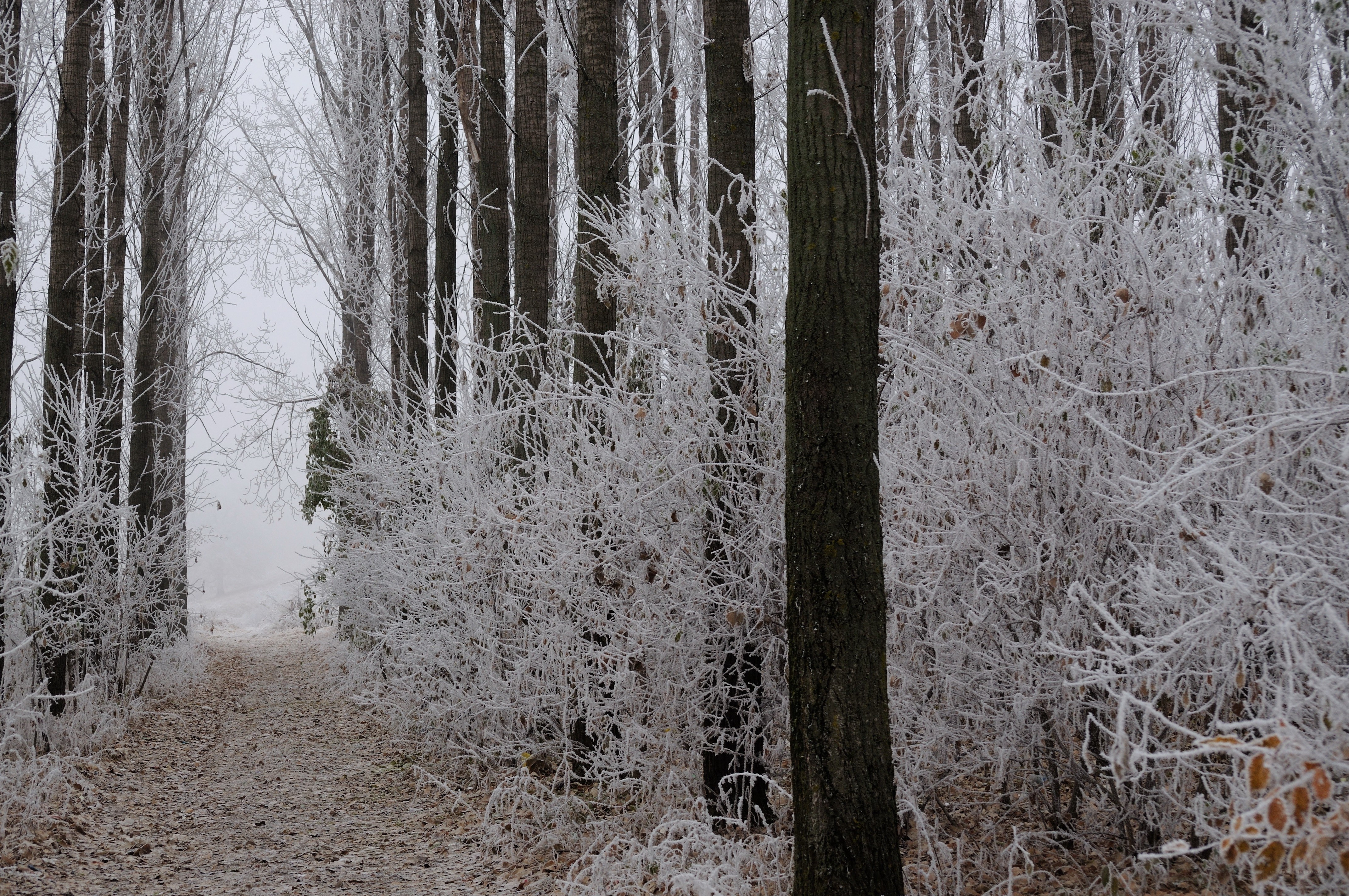 Frost-covered forest path