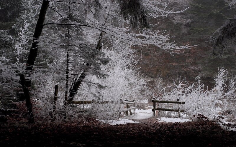 frost-covered forest path