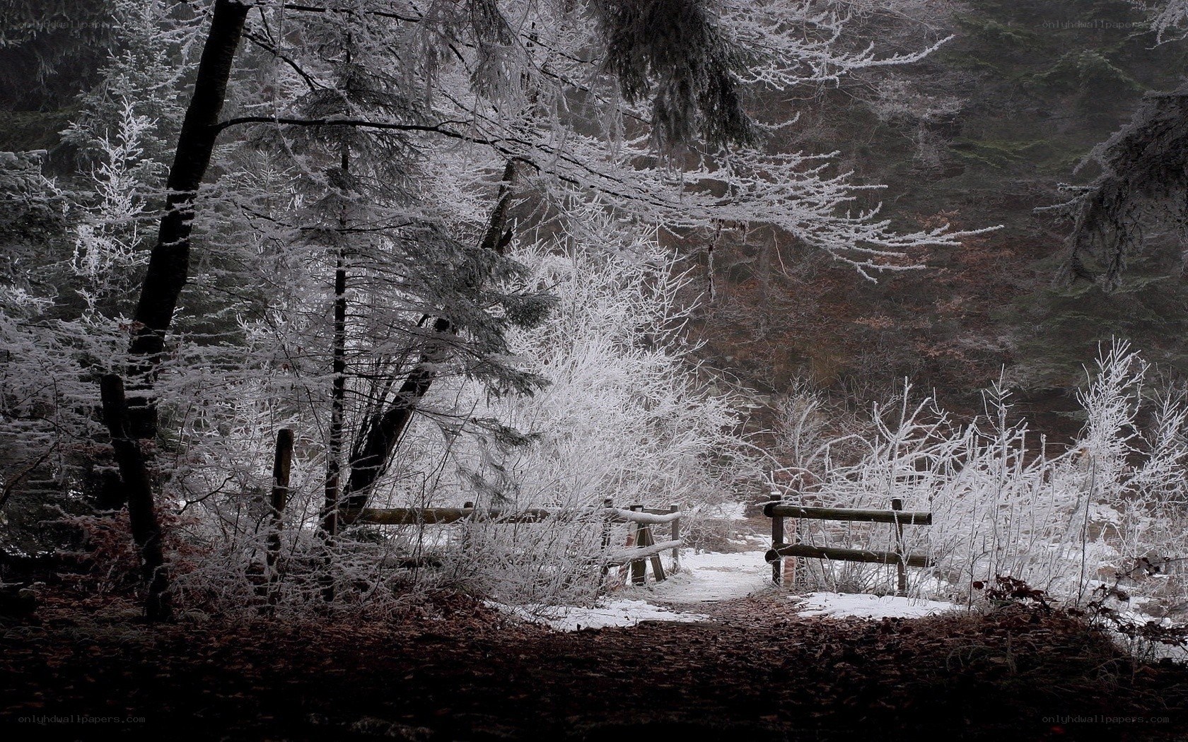 frost-covered forest path