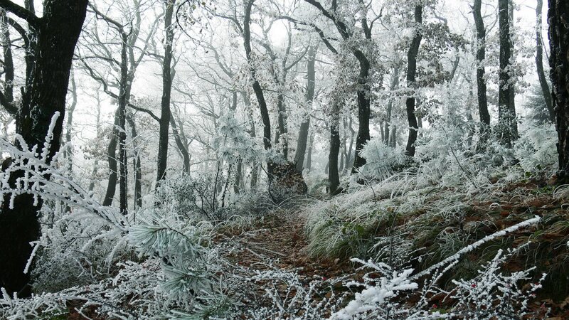 frost-covered forest path
