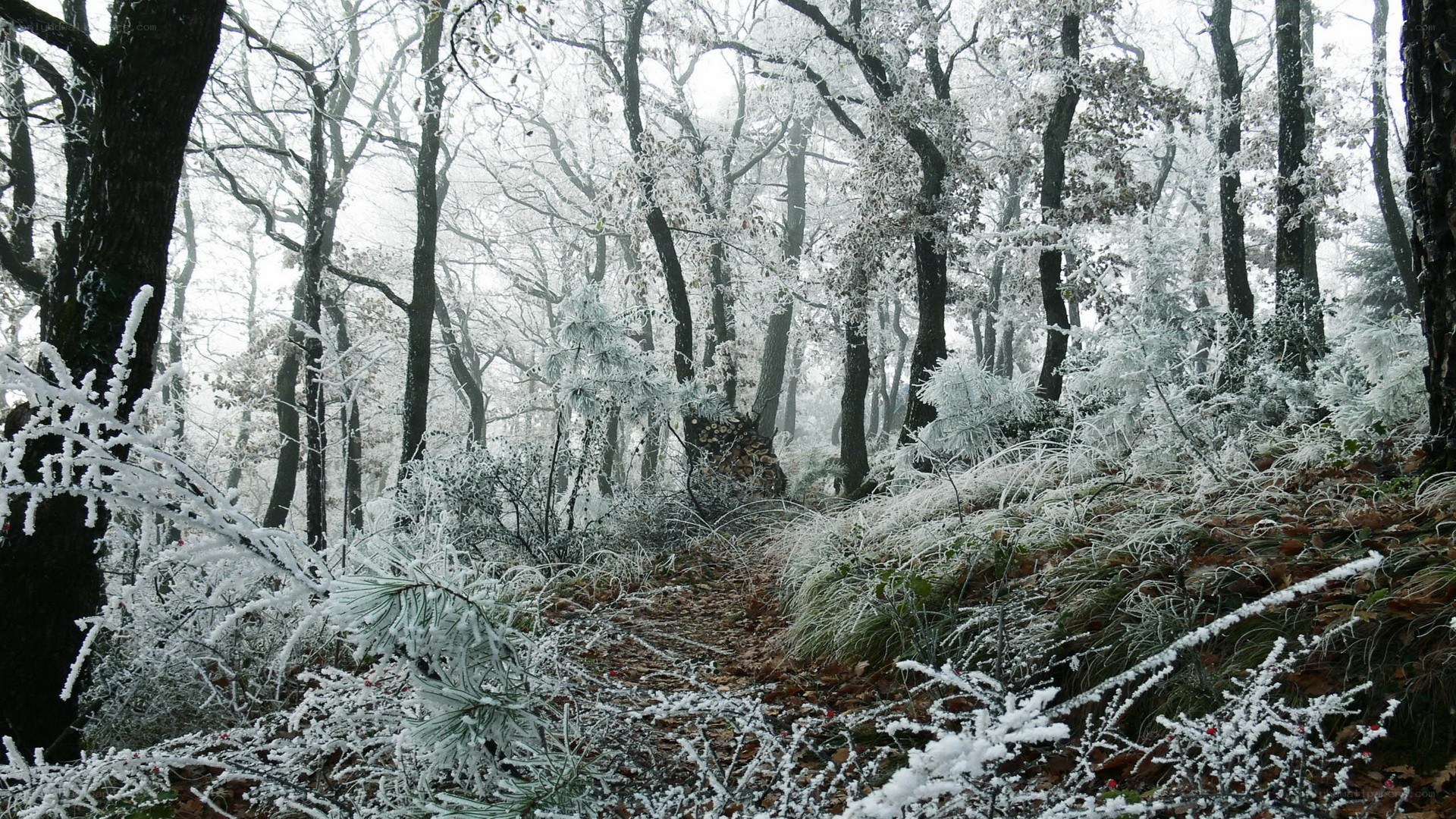 frost-covered forest path
