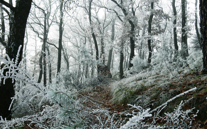 frost-covered forest path
