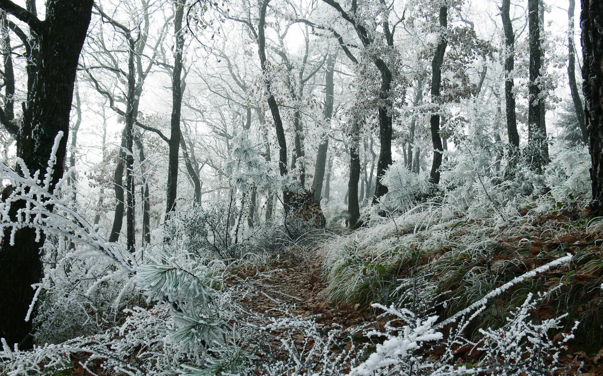 frost-covered forest path