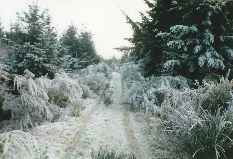 frost-covered forest path