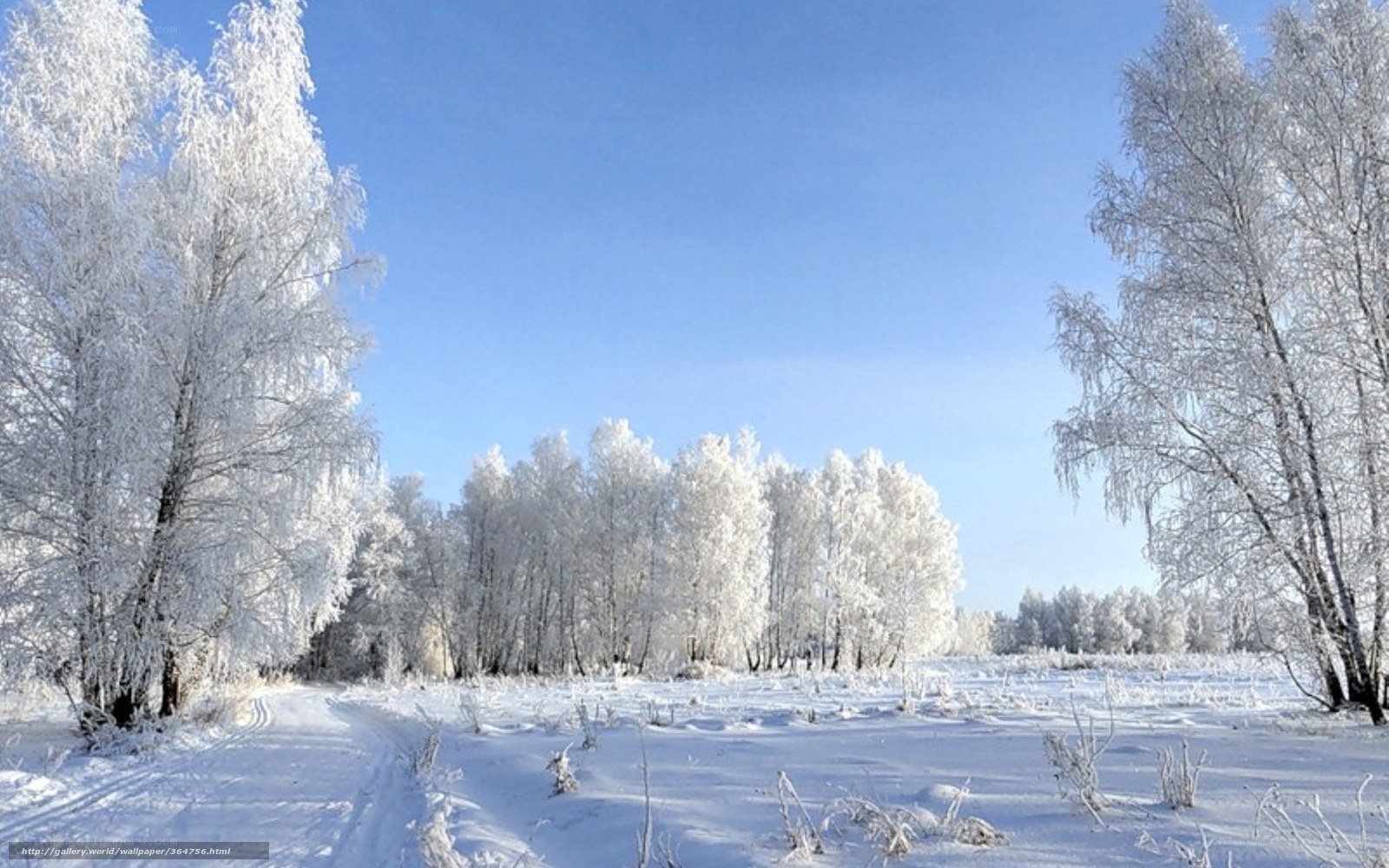 frost-covered forest path