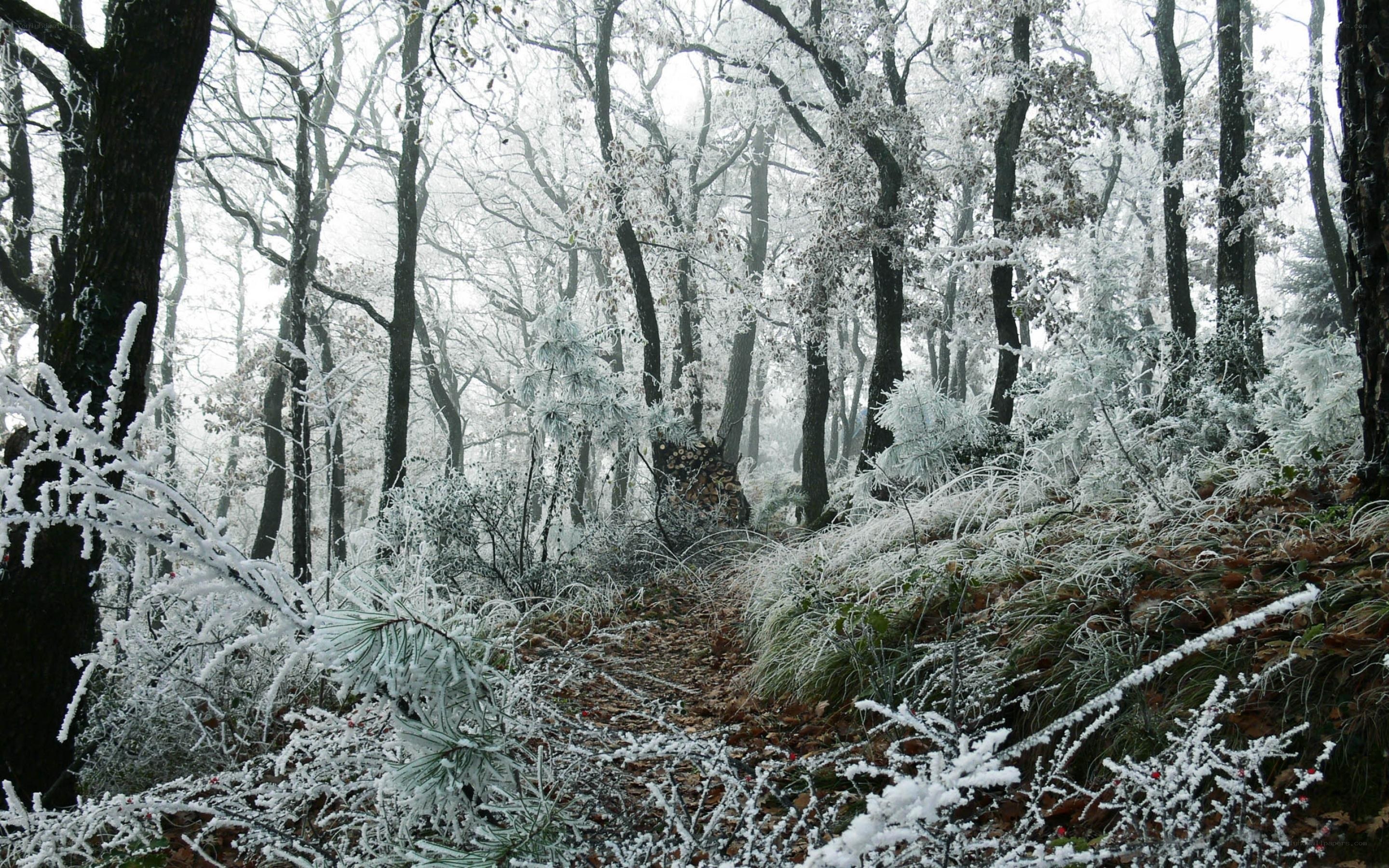 Frost-covered forest path