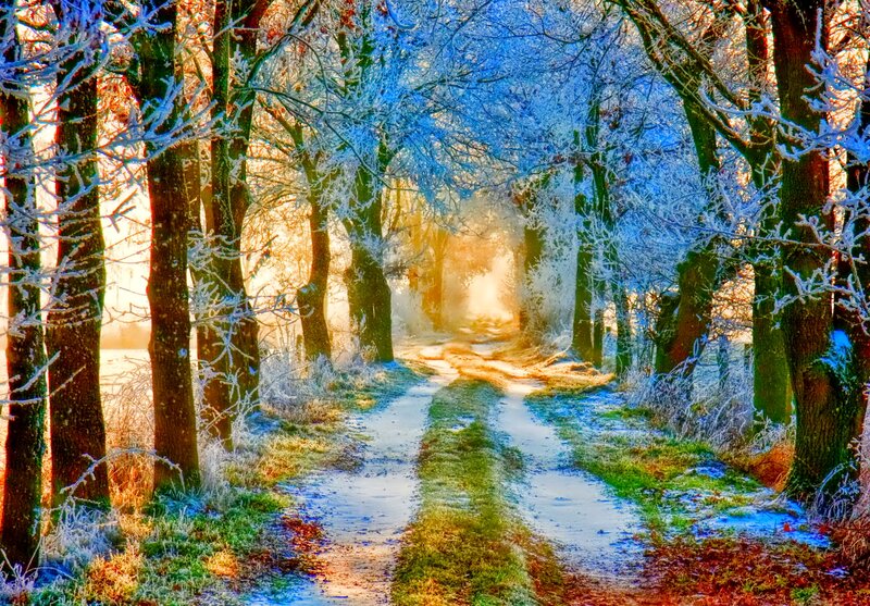 Frost-covered Forest Path — Blue, Serene
