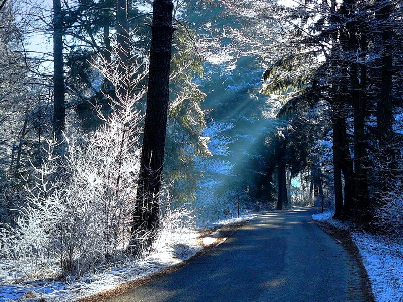 Frost-covered Forest Path — Blue, Serene, Winter