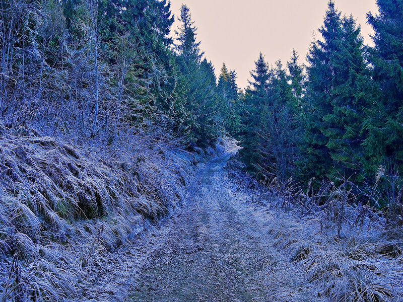 Frost-covered Forest Path — Blue