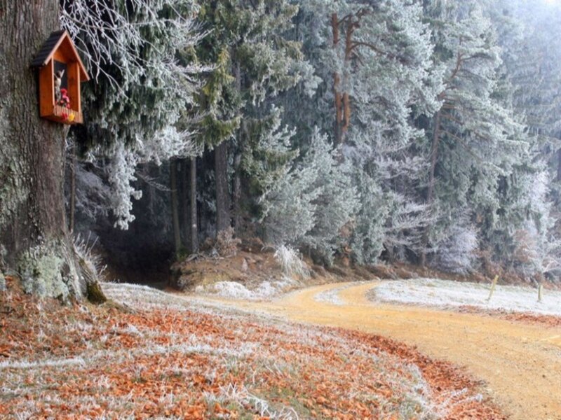 Frost-covered Forest Path — Brown, Serene