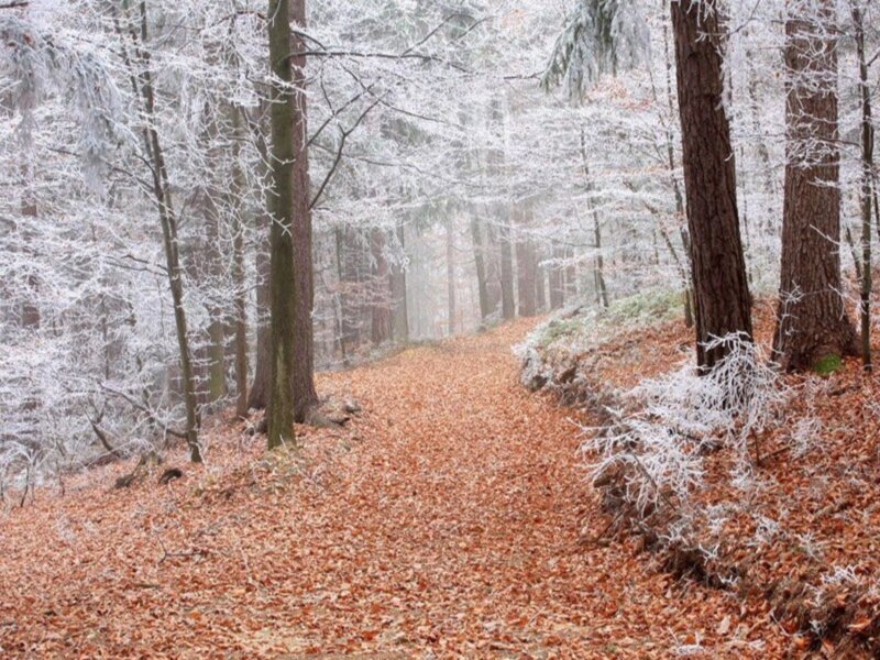 Frost-covered Forest Path — Brown