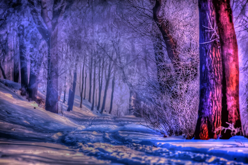 Frost-covered Forest Path — Purple