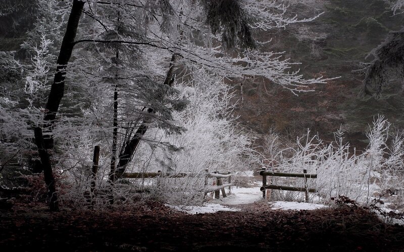 Frost-covered Forest Path — White, Cold