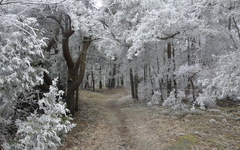 Frost-covered Forest Path — White, Cold, Winter, Photograph