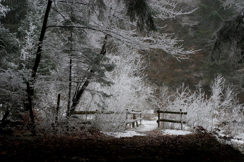 Frost-covered Forest Path — White, Cold, Winter, Photograph, Trees, Fence